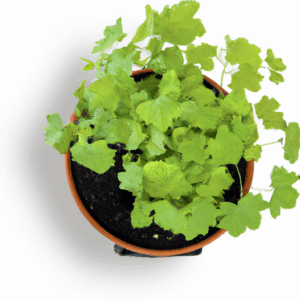 choosing-biodegradable-pots-for-indoor-plants.png