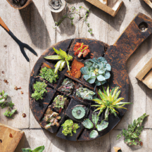 how-to-create-an-indoor-garden-for-cleaner-air.png